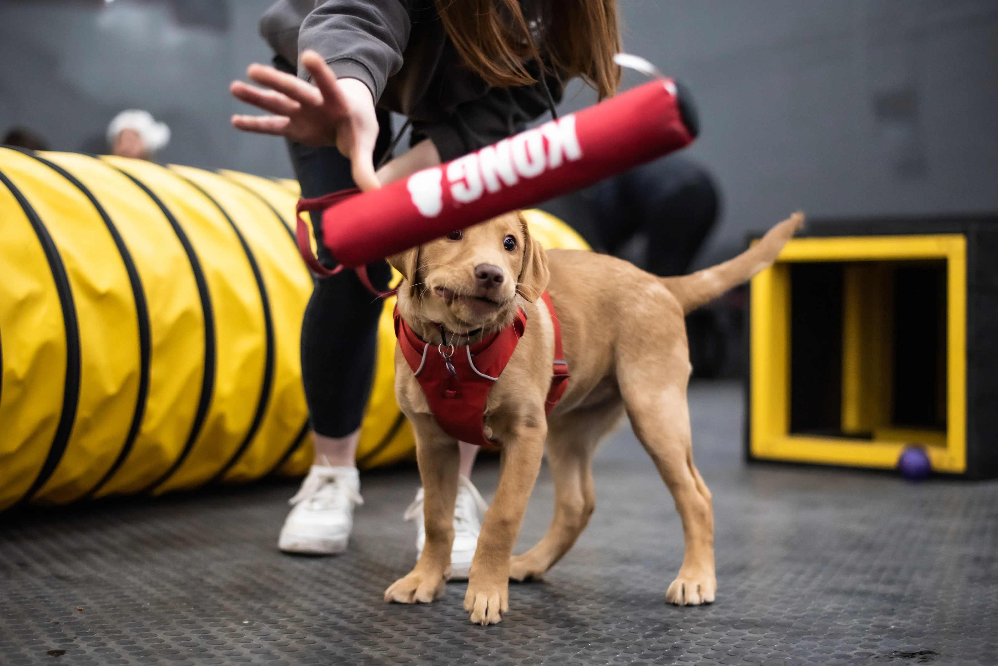 Natural Treats for Happy Dogs