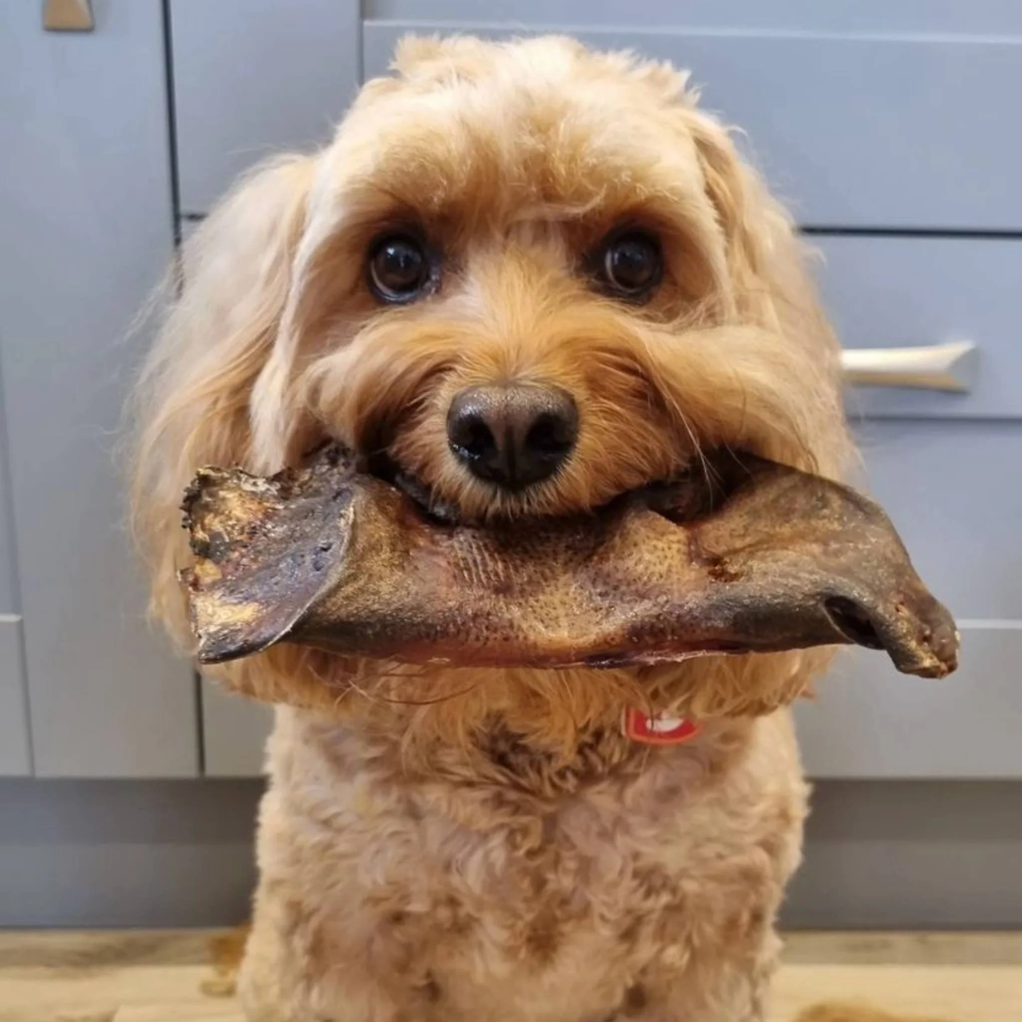 Beef Snout - Image 3