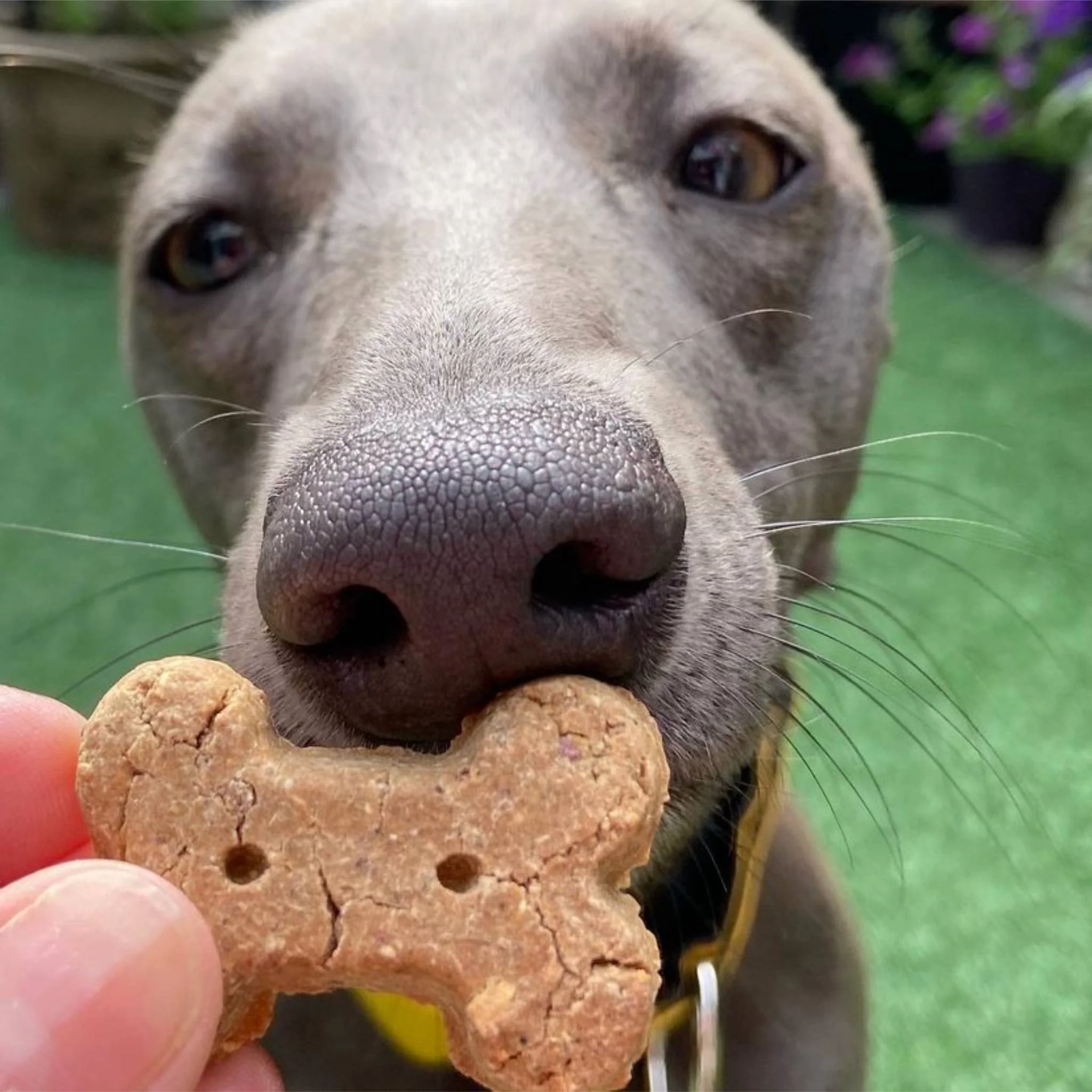 Biscuit Bites