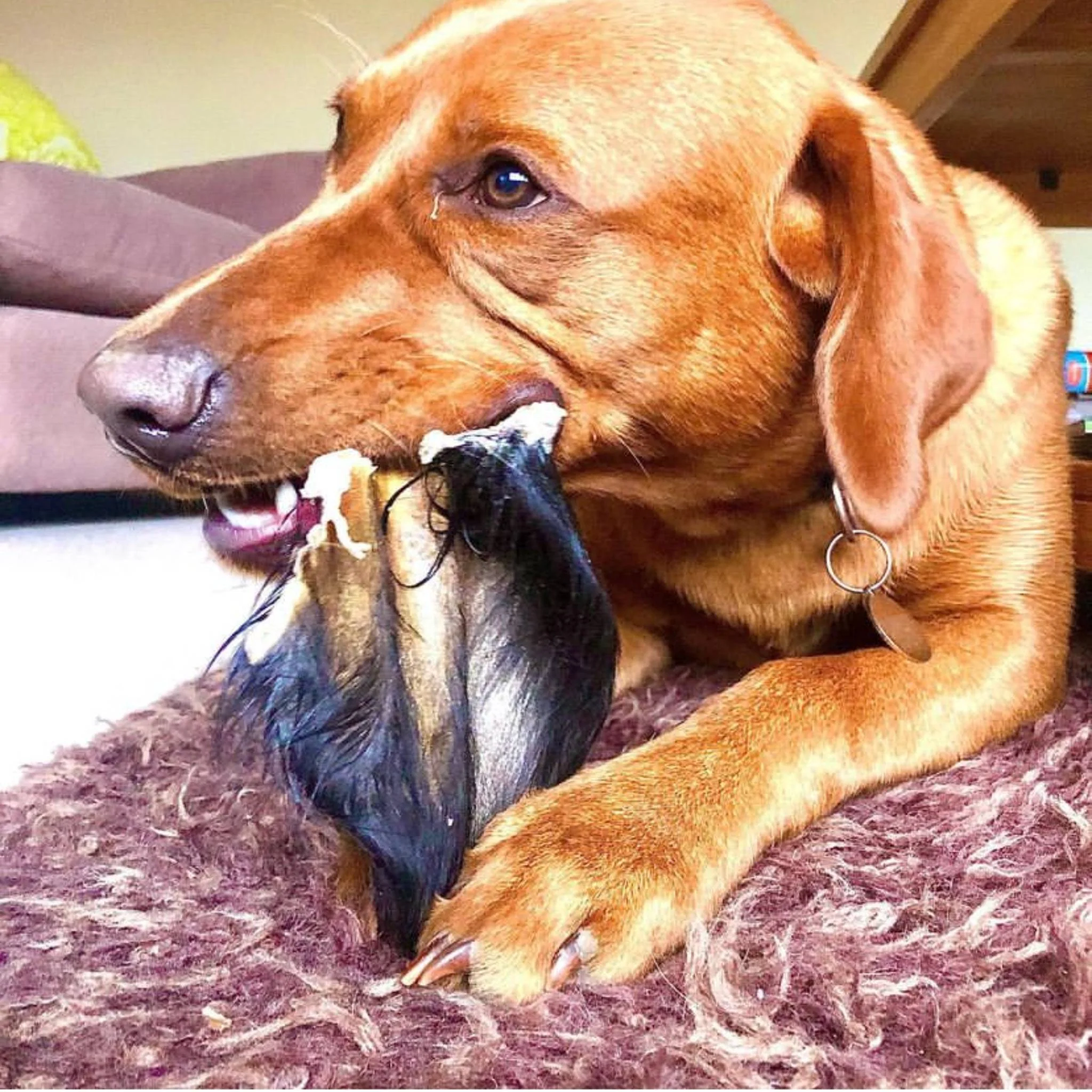 Buffalo Ears with fur - Image 4