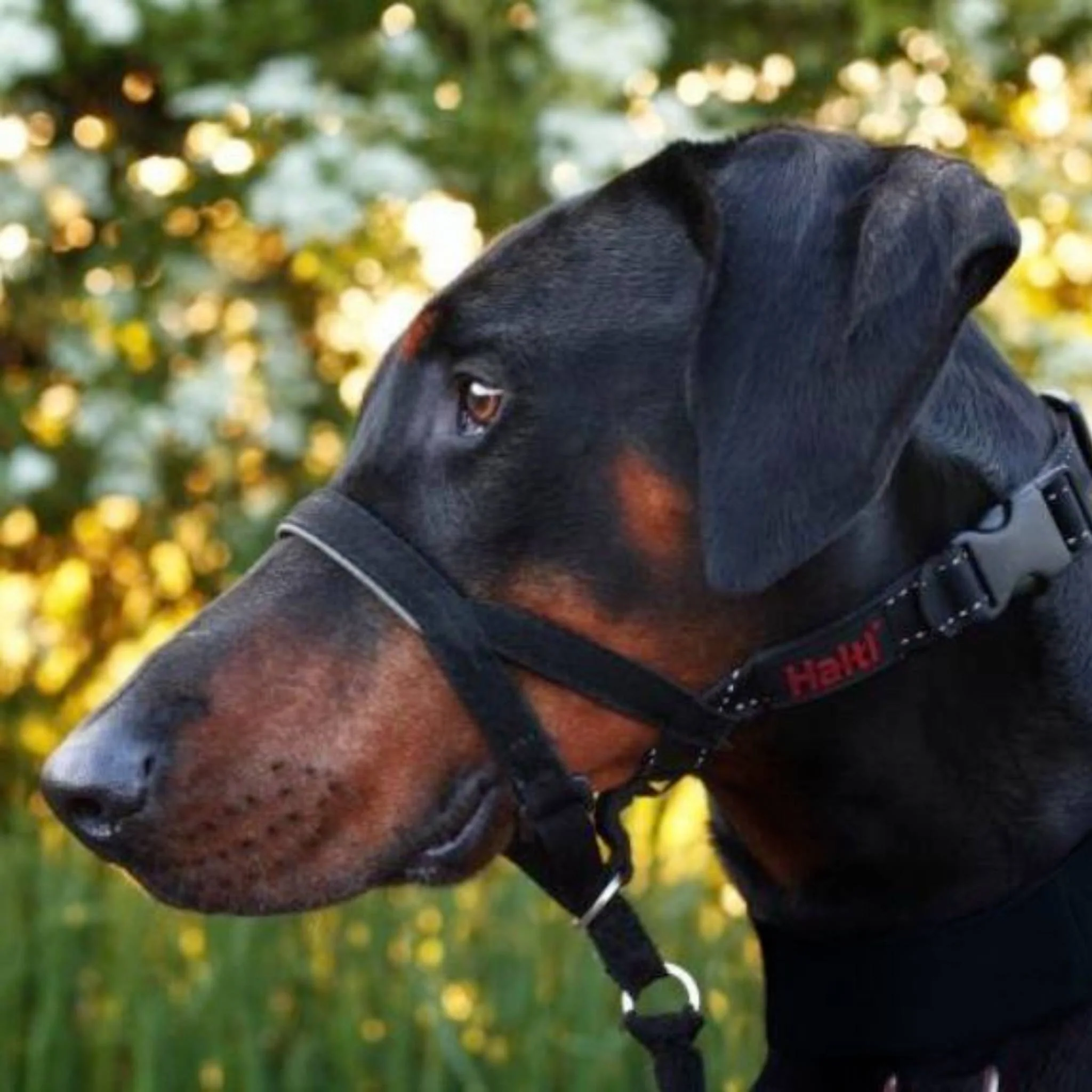 Halti Headcollar - Image 9