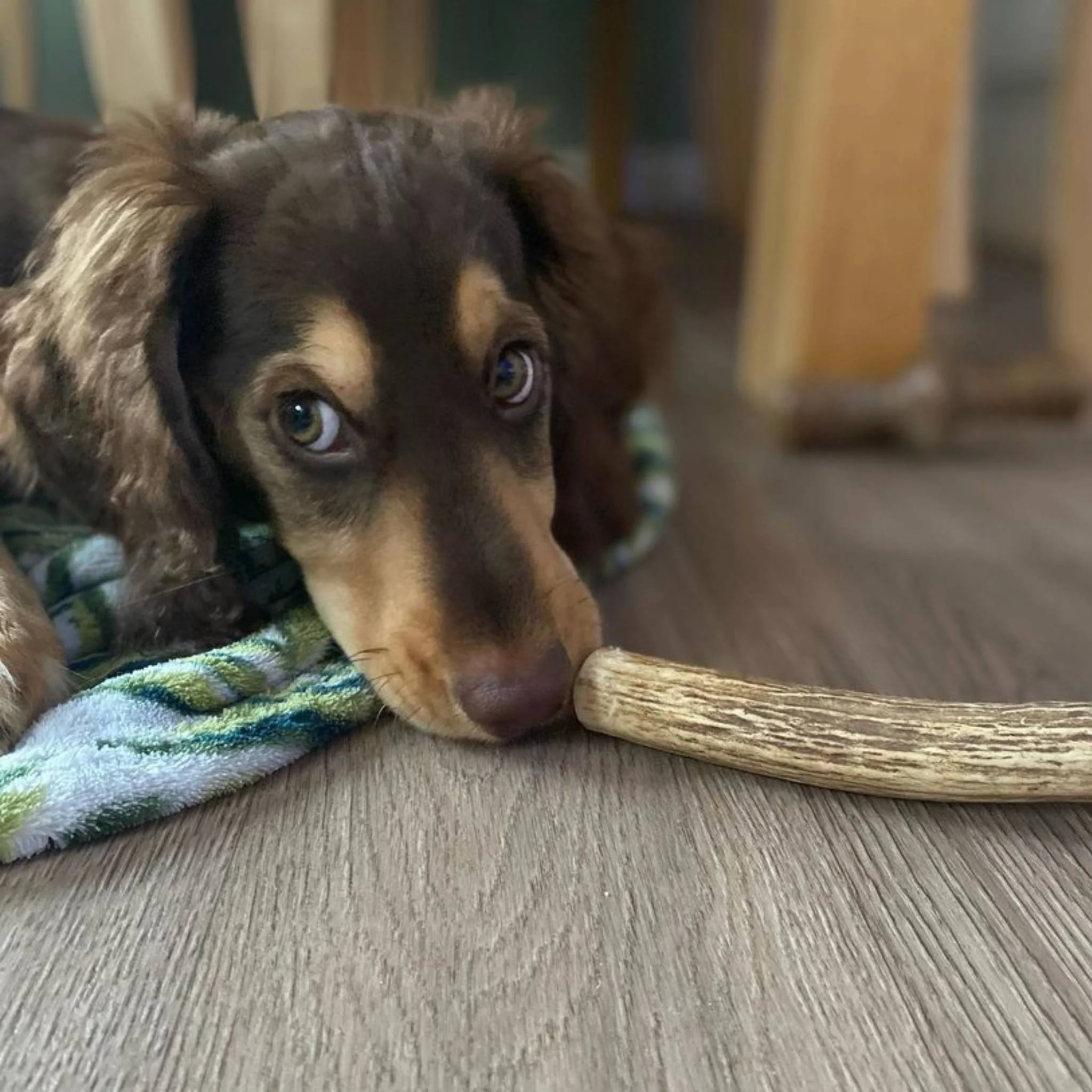Deer Antler - Image 4