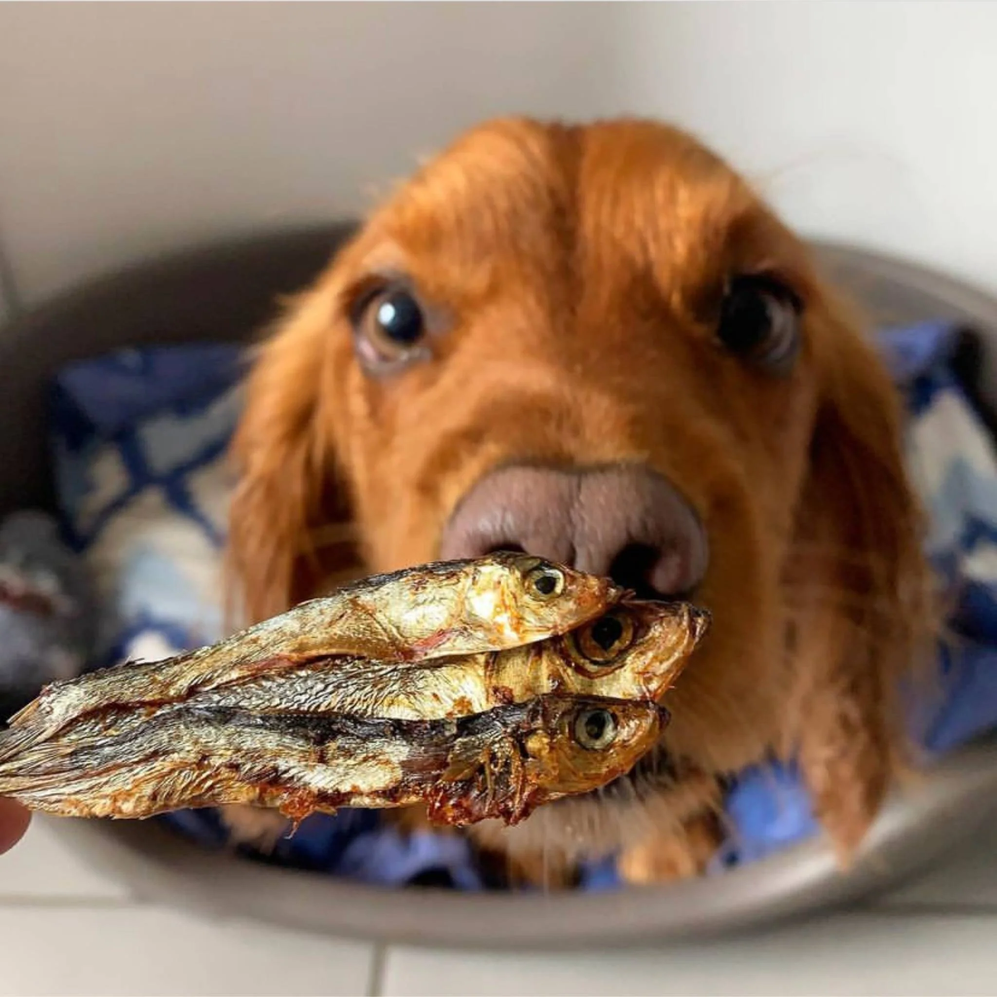 Sprats - Image 3