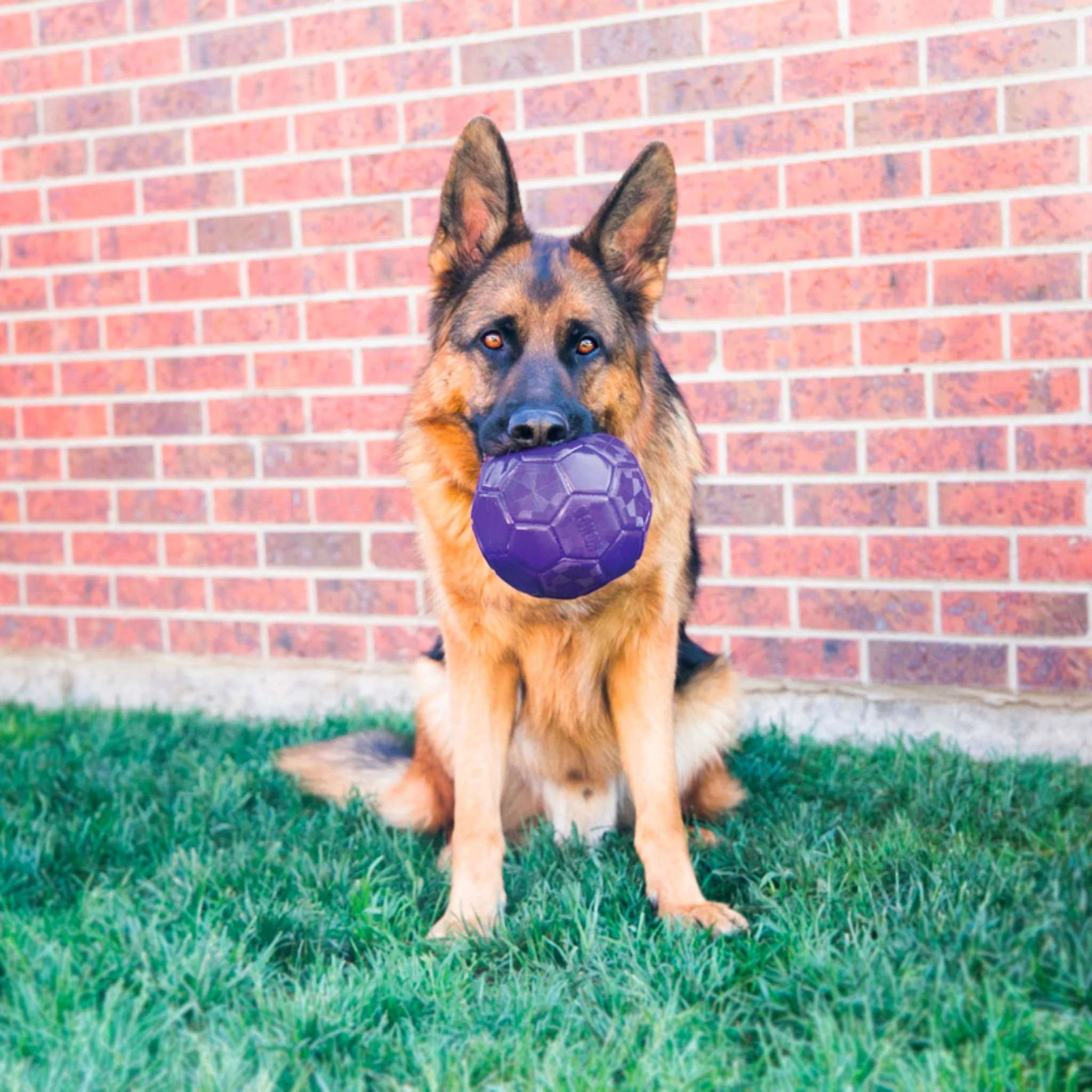 KONG Flex Ball - Image 4