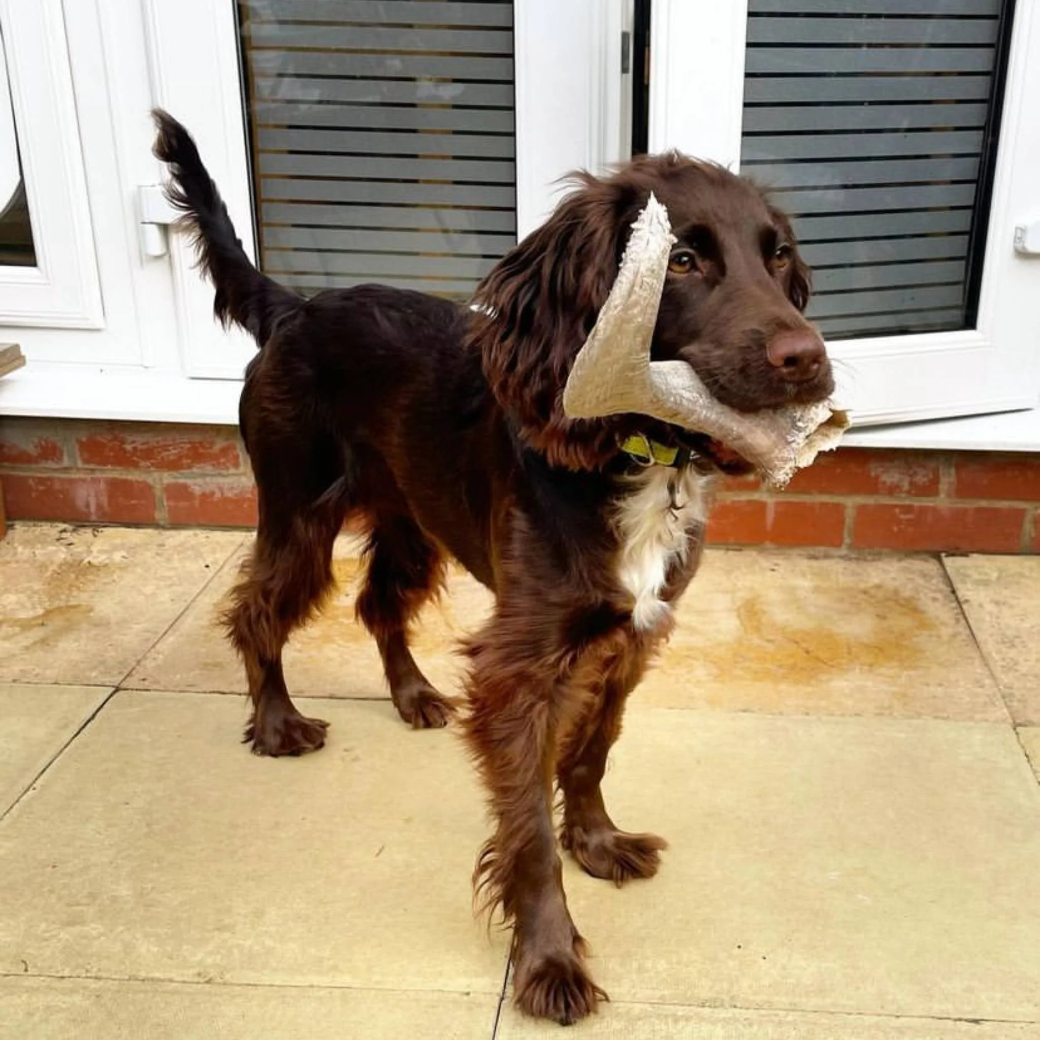 Lamb Horn - Image 3