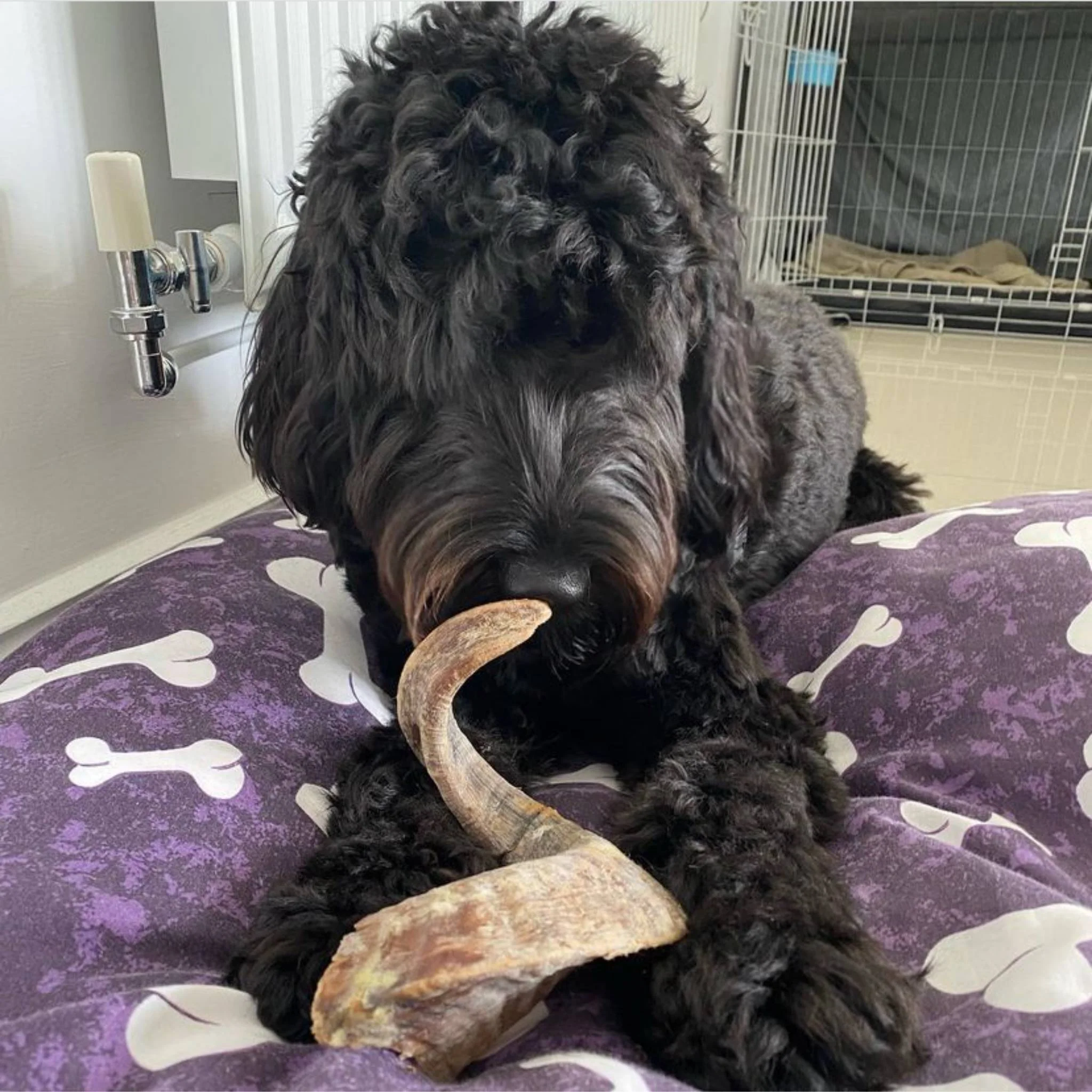 Lamb Horn - Image 4