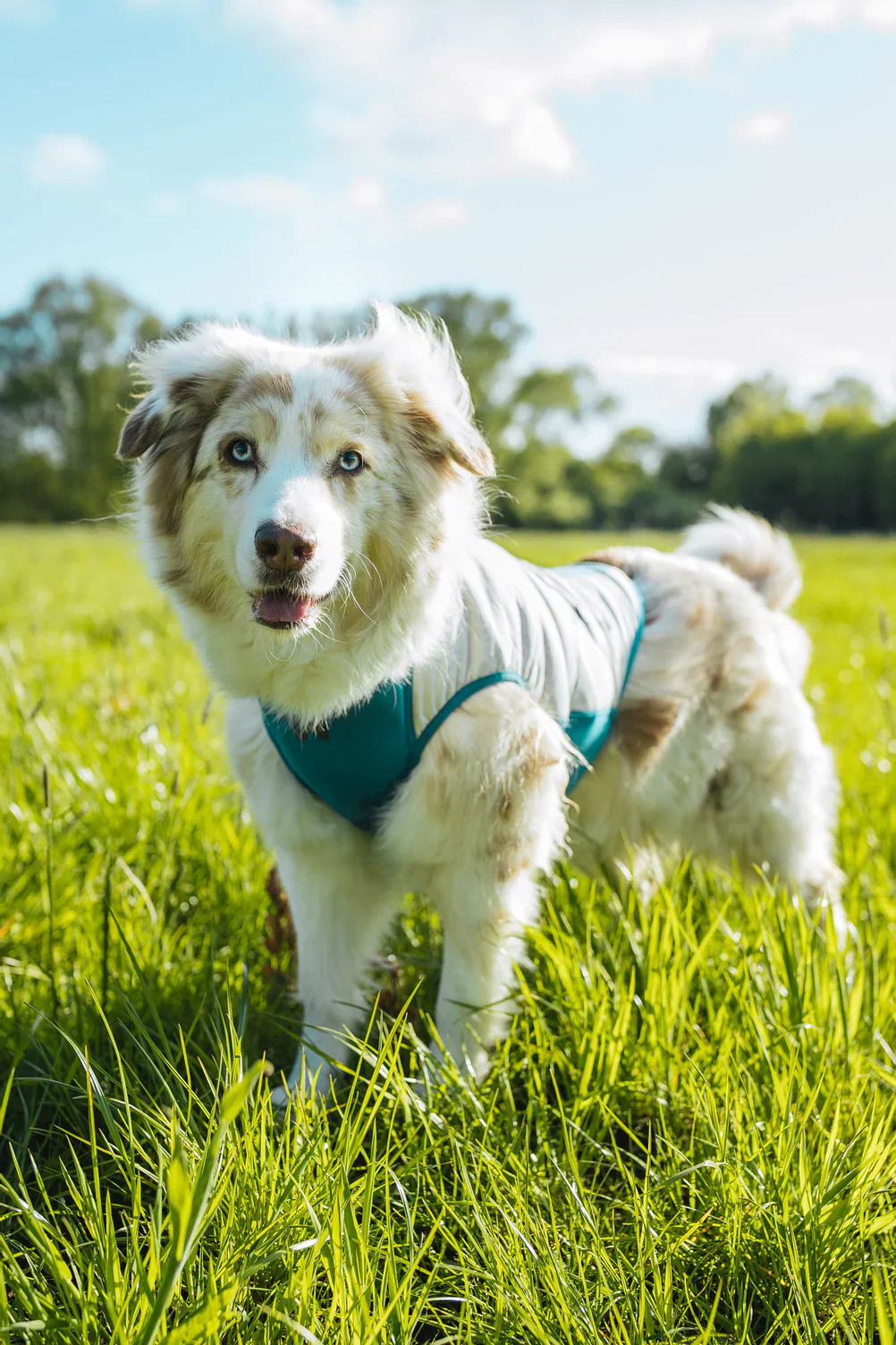 Non-Stop Dogwear Cooling Pull-on Vest - Image 3