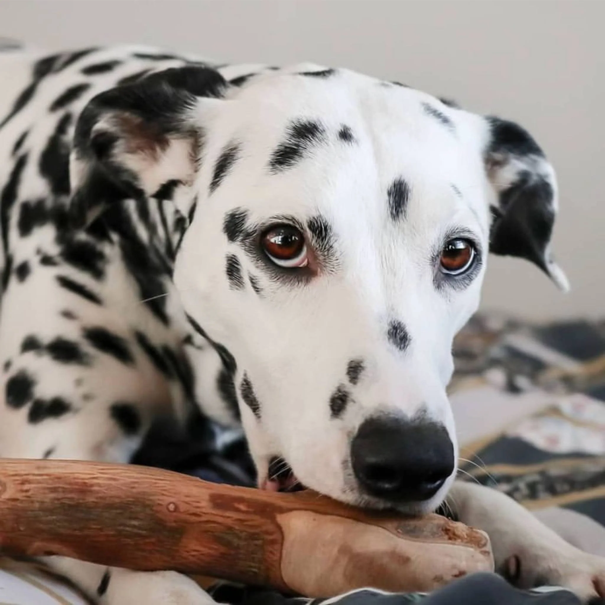 Olive Wood Dog Chew - Image 4