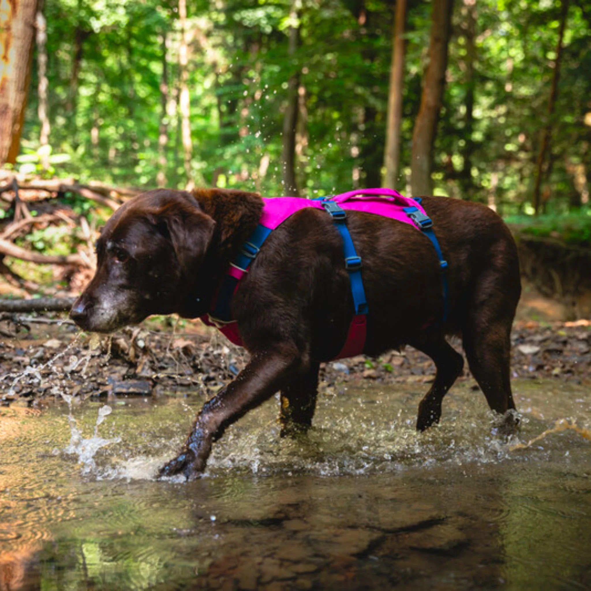 Ruffwear Flagline Harness - Image 4