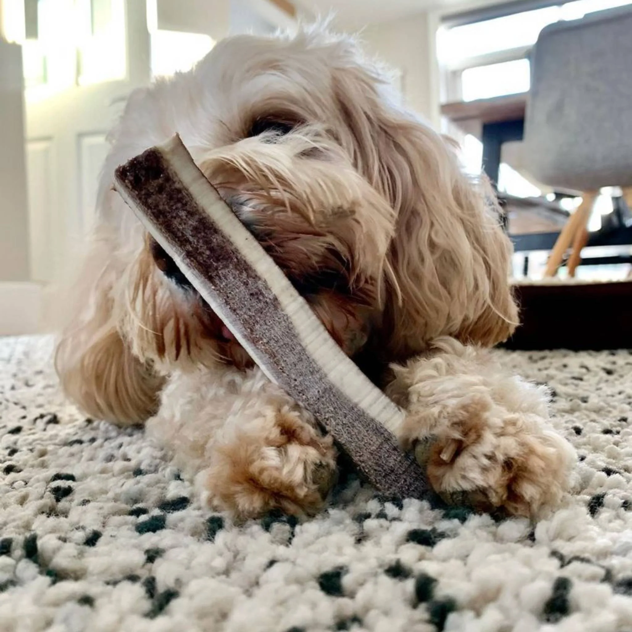 Split Deer Antler - Image 4