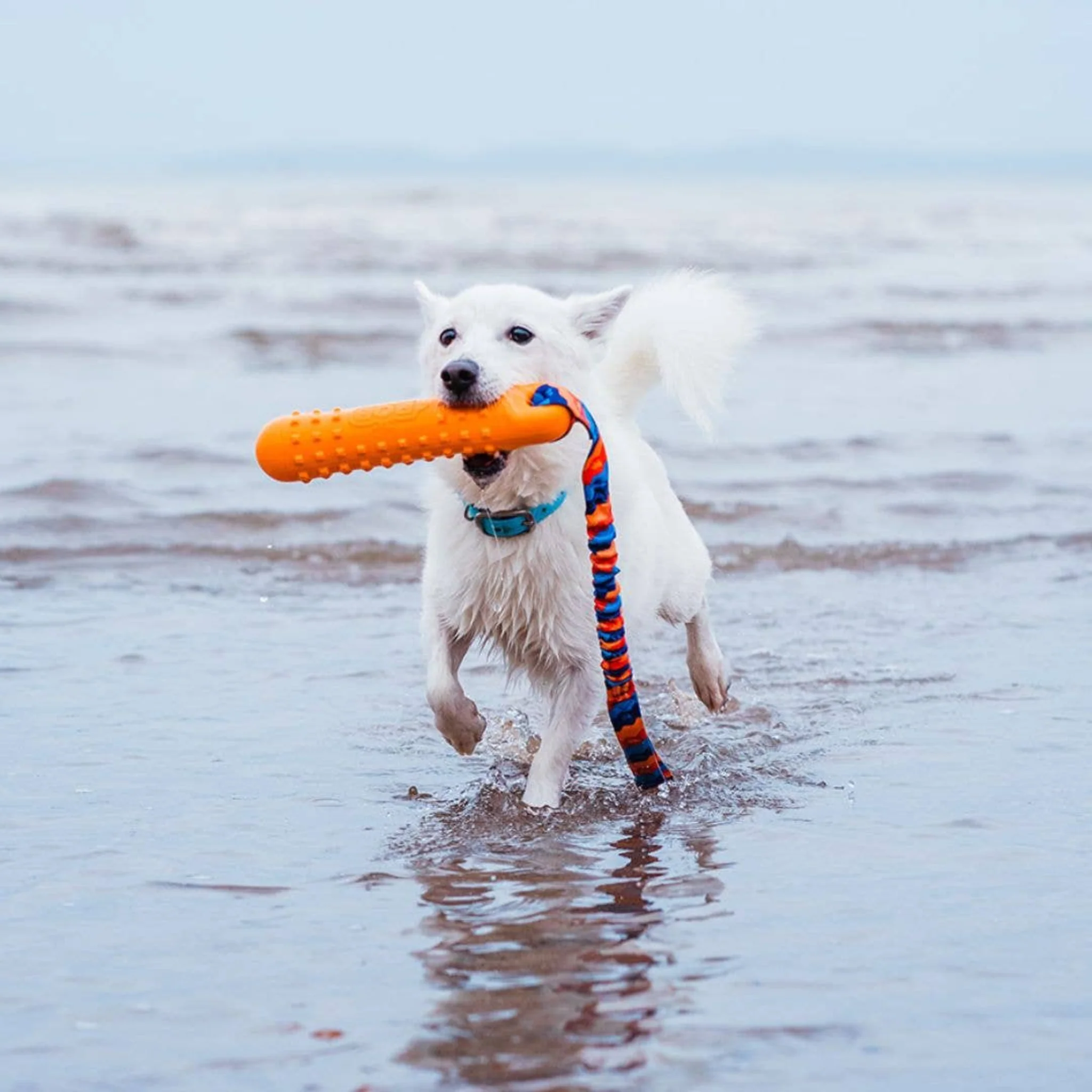Tug-E-Nuff BOB: 3-in-1 Dog Dummy | Fetch, tug & float | - Image 6